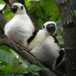 Coquerel's_Sifakas,_Ankarafantsika_National_Park,_Madagascar